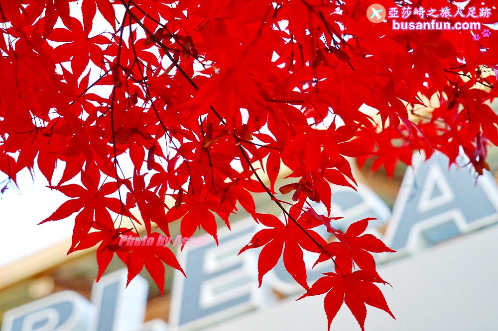 大邱景點八公山纜車怎麼去？交通解析最完整篇2024