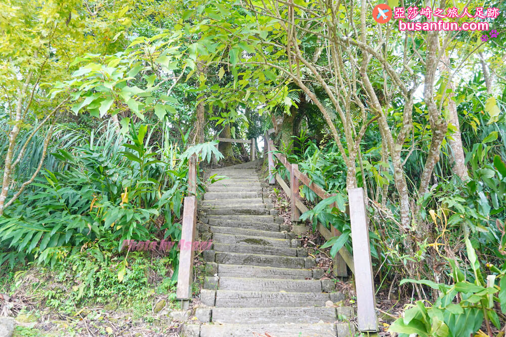 出水製茶所阿里山茶旅遊程＆出水坑步道茶園雲海風光