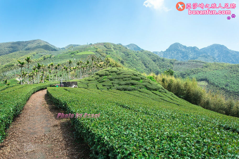 出水製茶所阿里山茶旅遊程＆出水坑步道茶園雲海風光