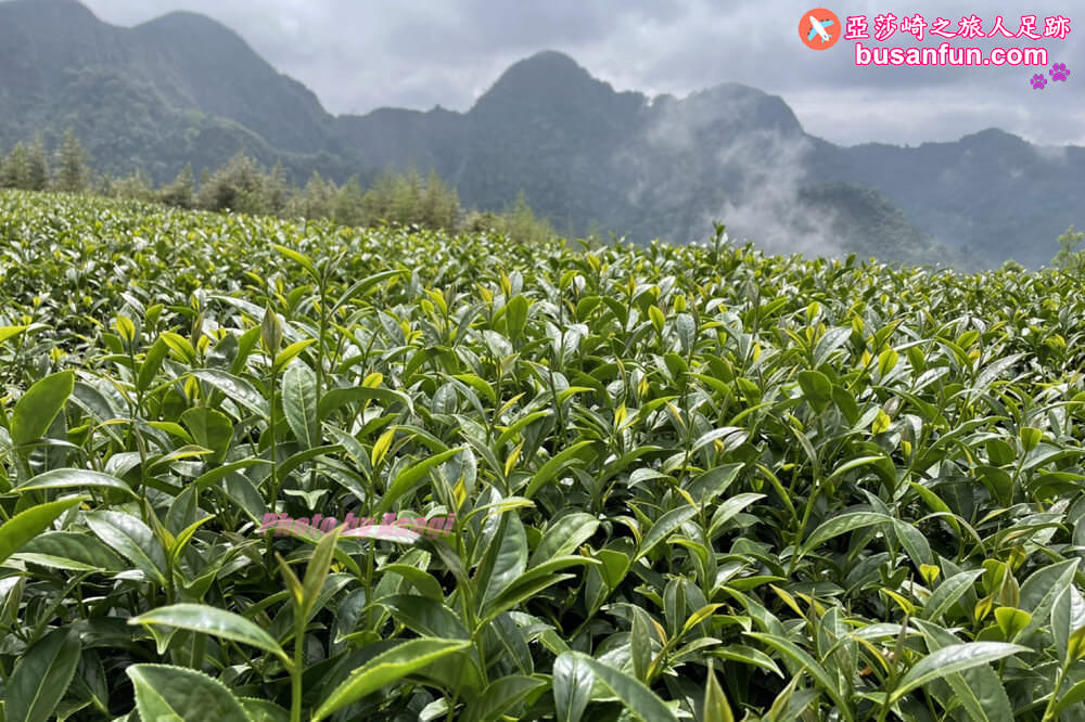 出水製茶所阿里山茶旅遊程＆出水坑步道茶園雲海風光