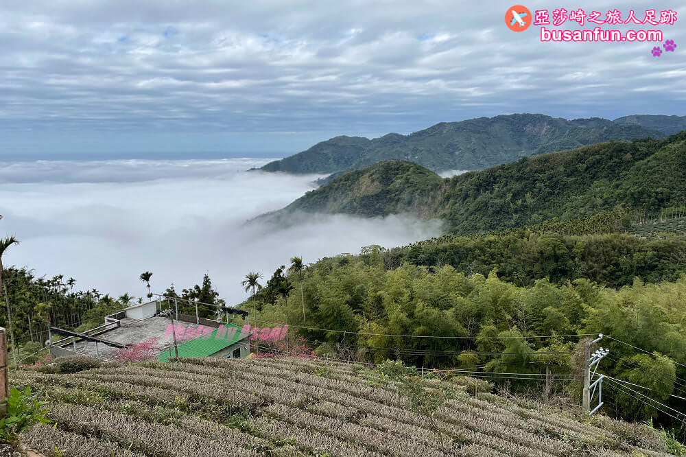 出水製茶所 出水茶園 出水坑步道