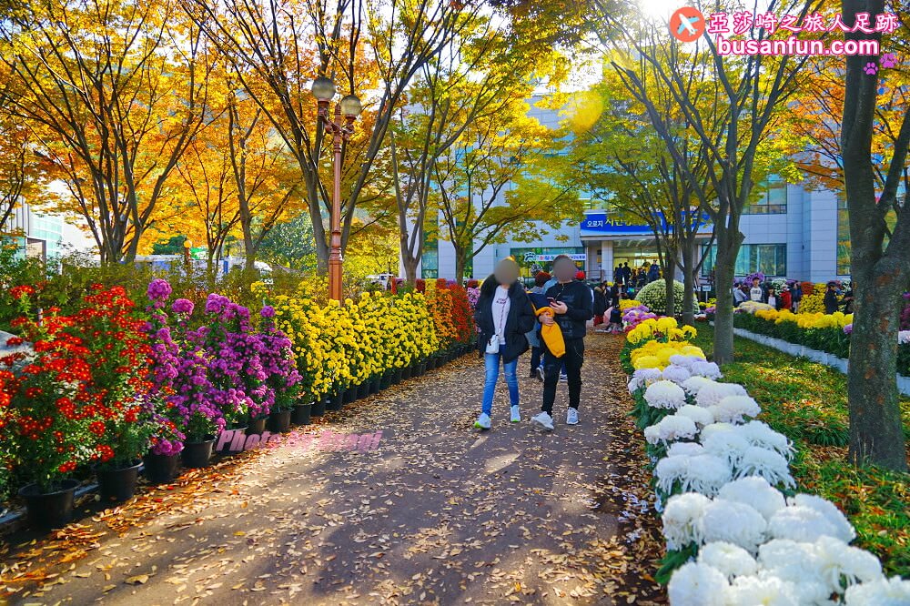 大邱景點大谷站｜大邱樹木園대구수목원秋日賞楓紅櫻葉菊花展春天跟櫻花約會