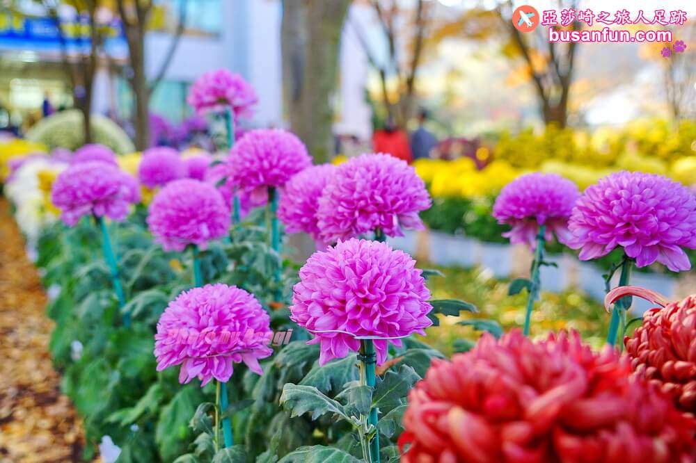 大邱景點大谷站｜大邱樹木園대구수목원秋日賞楓紅櫻葉菊花展春天跟櫻花約會
