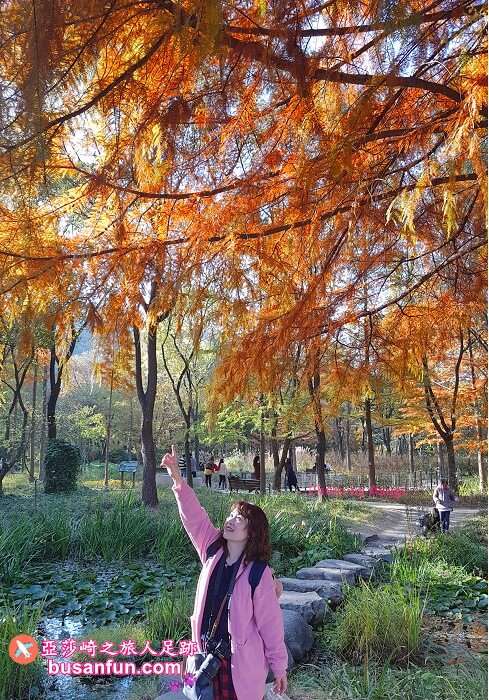 大邱景點大谷站｜大邱樹木園대구수목원秋日賞楓紅櫻葉菊花展春天跟櫻花約會