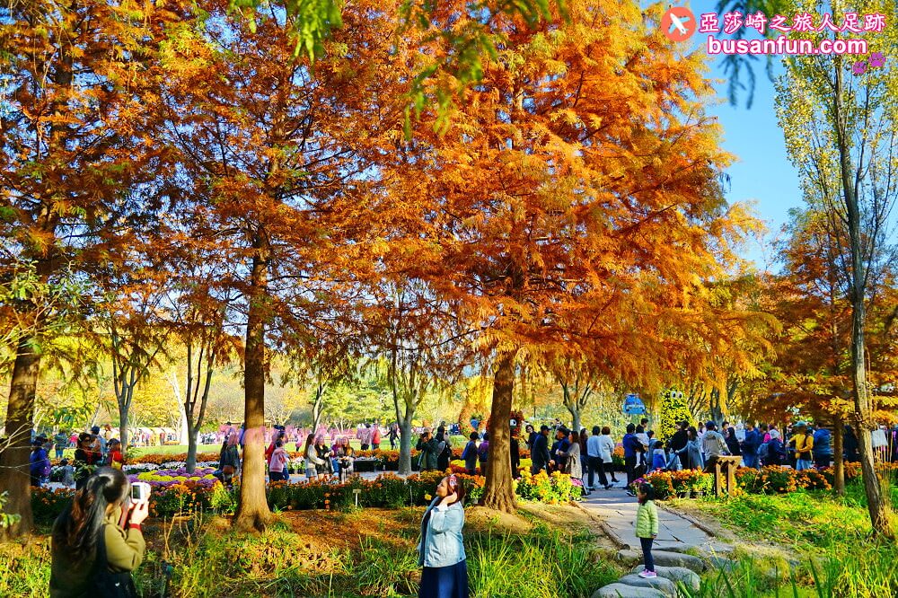 大邱景點大谷站｜大邱樹木園대구수목원秋日賞楓紅櫻葉菊花展春天跟櫻花約會