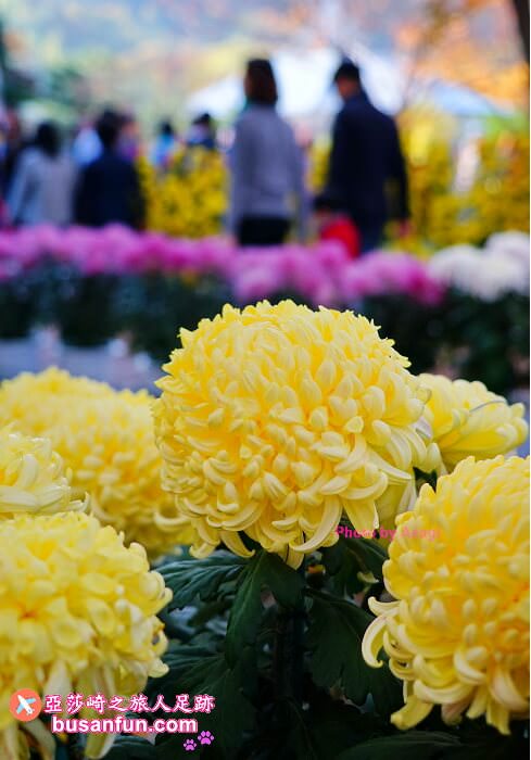 大邱景點大谷站｜大邱樹木園대구수목원秋日賞楓紅櫻葉菊花展春天跟櫻花約會