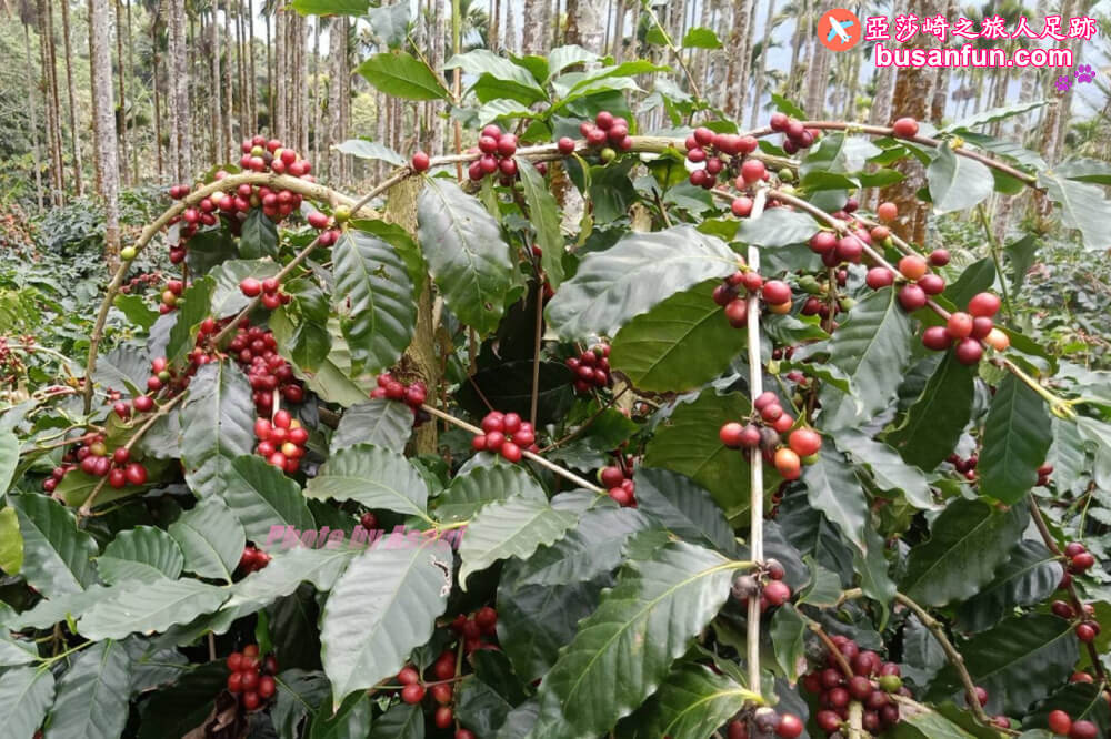 嘉義梅山太興黃頭鷺季最佳賞鳥位置太興翔億樓民宿過一夜、鴻朋啡茶站、太興飛瀑步道、梨園寮車站｜美食景點全打包