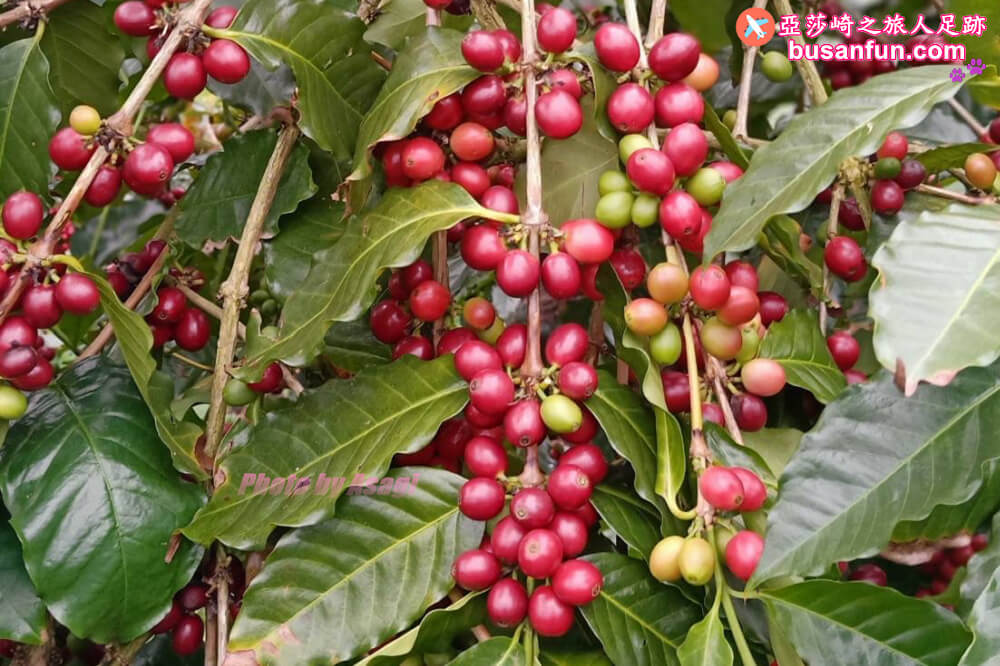 嘉義梅山太興黃頭鷺季最佳賞鳥位置太興翔億樓民宿過一夜、鴻朋啡茶站、太興飛瀑步道、梨園寮車站｜美食景點全打包