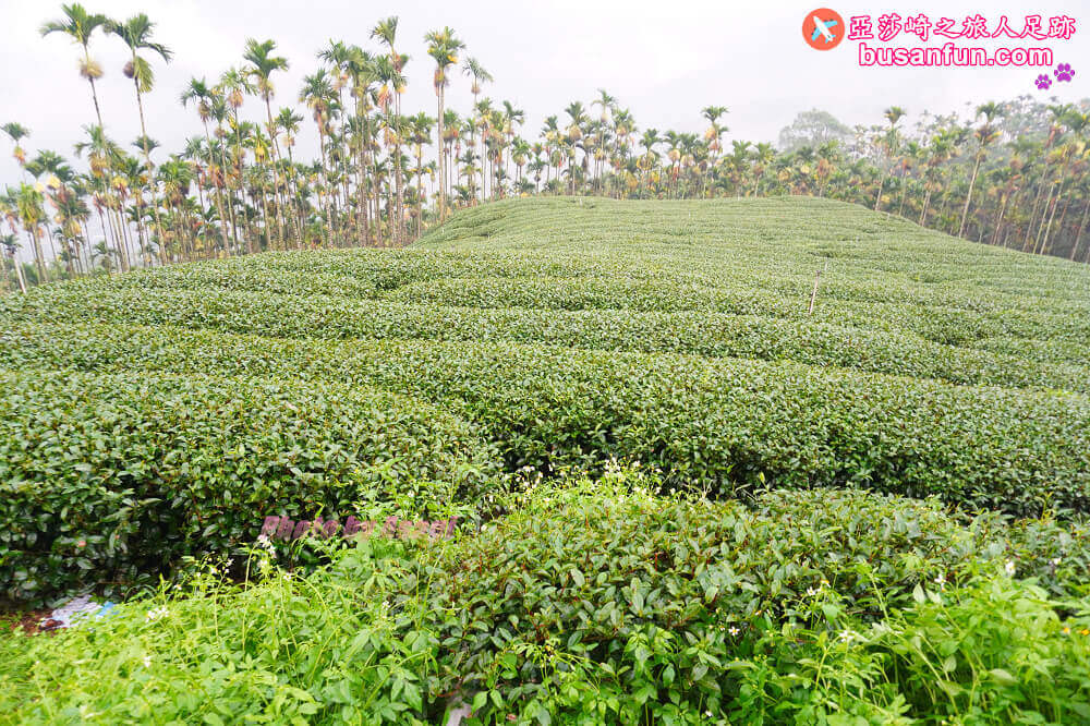 嘉義梅山太興黃頭鷺季最佳賞鳥位置太興翔億樓民宿過一夜、鴻朋啡茶站、太興飛瀑步道、梨園寮車站｜美食景點全打包