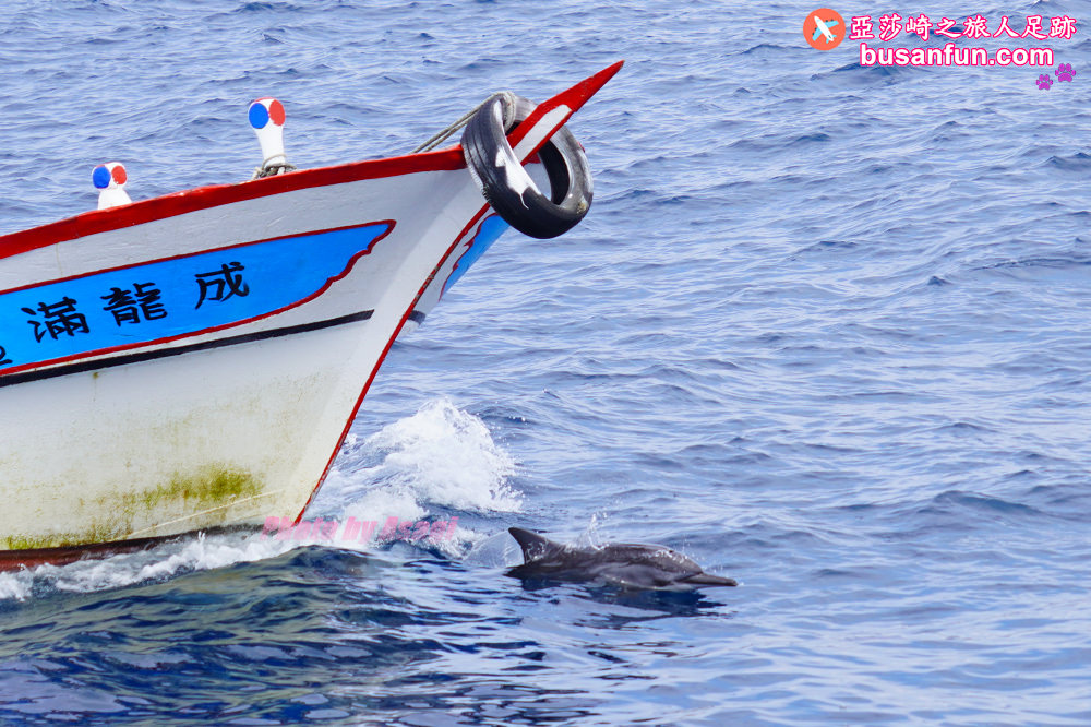 宜蘭友善賞鯨之旅一日遊 海保署帶領大家親近海洋生態