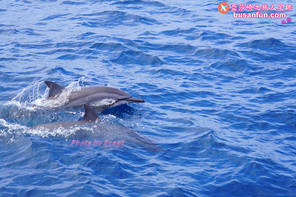 宜蘭友善賞鯨之旅一日遊 海保署帶領大家親近海洋生態