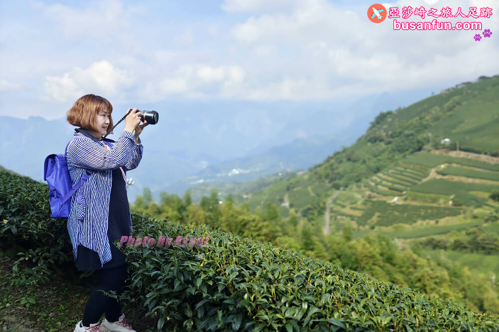 寈芳茶廠阿里山絕美茶園
