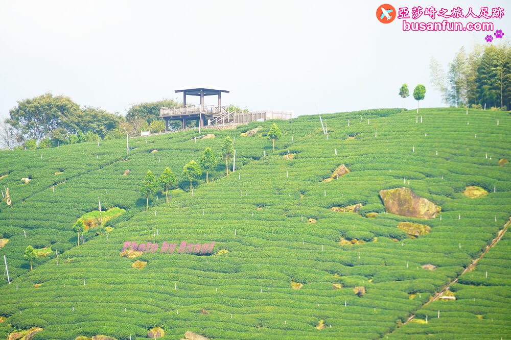 阿里山絕美秘境茶園寈芳茶廠｜製茶達人用心愛茶園愛土地推廣茶文化的故事