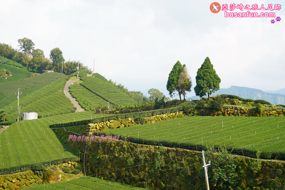 阿里山絕美秘境茶園寈芳茶廠｜製茶達人用心愛茶園愛土地推廣茶文化的故事