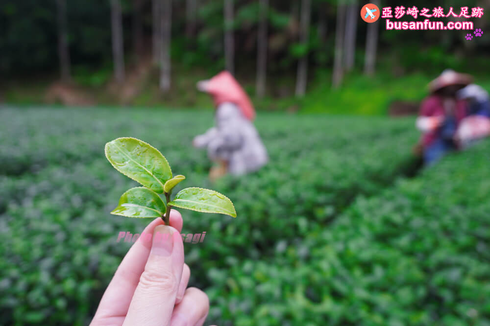 坪林小旅行一日遊|坪林老街手作茶羊羹吃紅茶滷肉、坪林茶葉博物館、綠光農園採茶品茗、北宜路坪林商圈找茶趣|新北好茶節假日市集 - 第69張圖 坪林小旅行一日遊|坪林老街手作茶羊羹吃紅茶滷肉、坪林茶葉博物館、綠光農園採茶品茗、北宜路坪林商圈找茶趣|新北好茶節假日市集