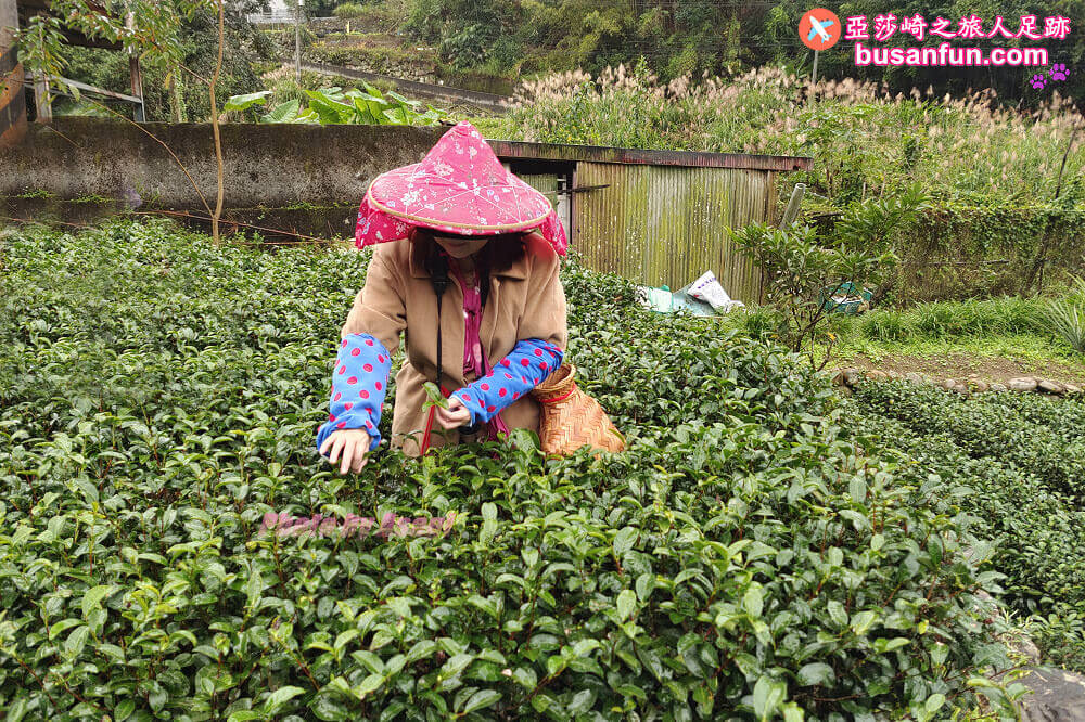 坪林小旅行一日遊|坪林老街手作茶羊羹吃紅茶滷肉、坪林茶葉博物館、綠光農園採茶品茗、北宜路坪林商圈找茶趣|新北好茶節假日市集 - 第70張圖 坪林小旅行一日遊|坪林老街手作茶羊羹吃紅茶滷肉、坪林茶葉博物館、綠光農園採茶品茗、北宜路坪林商圈找茶趣|新北好茶節假日市集