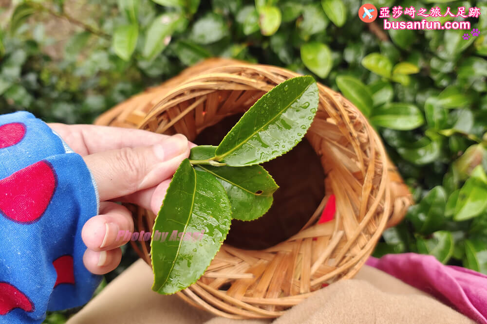 坪林小旅行一日遊|坪林老街手作茶羊羹吃紅茶滷肉、坪林茶葉博物館、綠光農園採茶品茗、北宜路坪林商圈找茶趣|新北好茶節假日市集 - 第71張圖 坪林小旅行一日遊|坪林老街手作茶羊羹吃紅茶滷肉、坪林茶葉博物館、綠光農園採茶品茗、北宜路坪林商圈找茶趣|新北好茶節假日市集