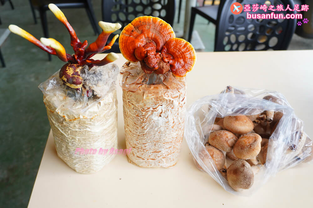 漫遊新社女王餐桌一日遊｜五柳莊養生手工醋、安妮公主花園午宴、阿亮香菇園觀光農場