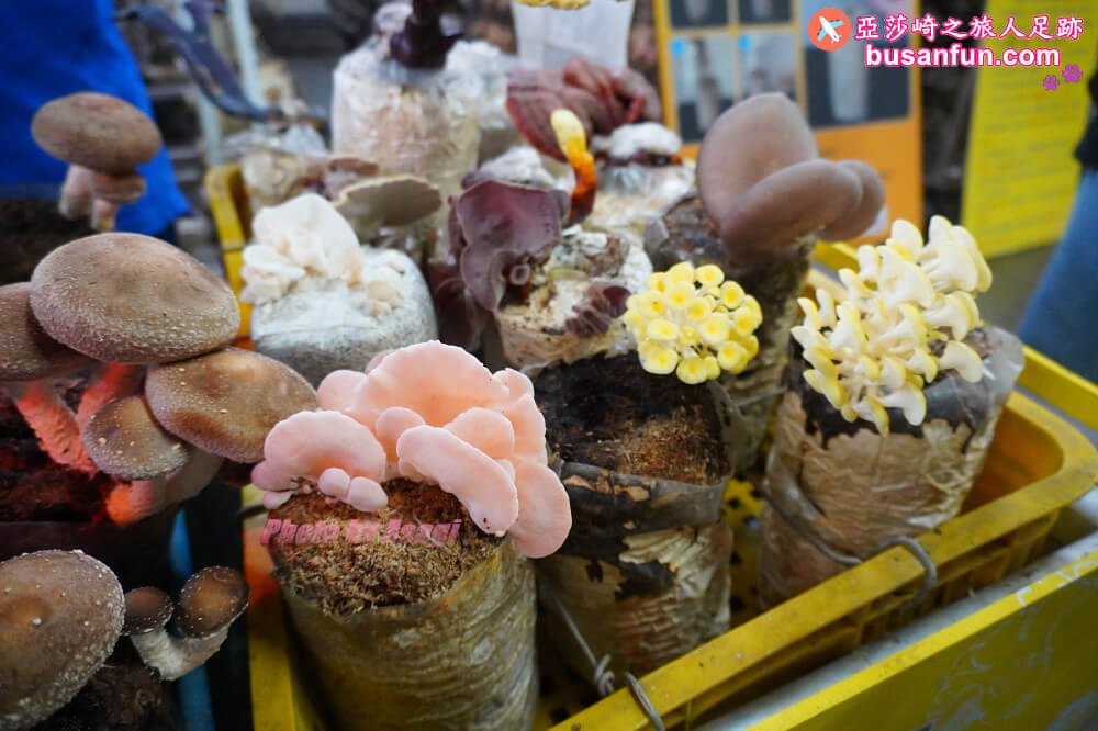 漫遊新社女王餐桌一日遊｜五柳莊養生手工醋、安妮公主花園午宴、阿亮香菇園觀光農場