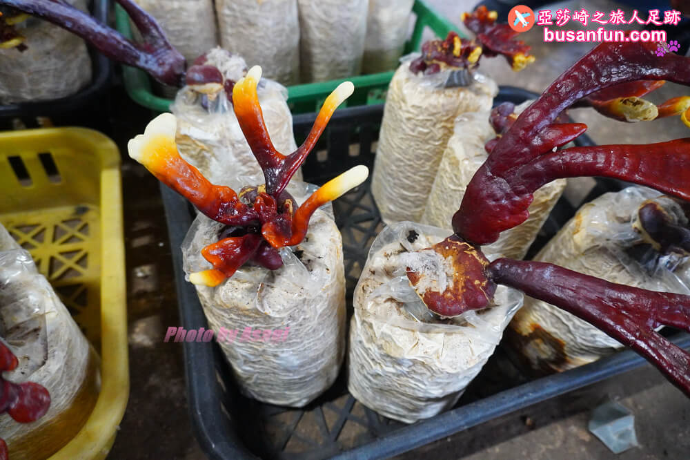 漫遊新社女王餐桌一日遊｜五柳莊養生手工醋、安妮公主花園午宴、阿亮香菇園觀光農場