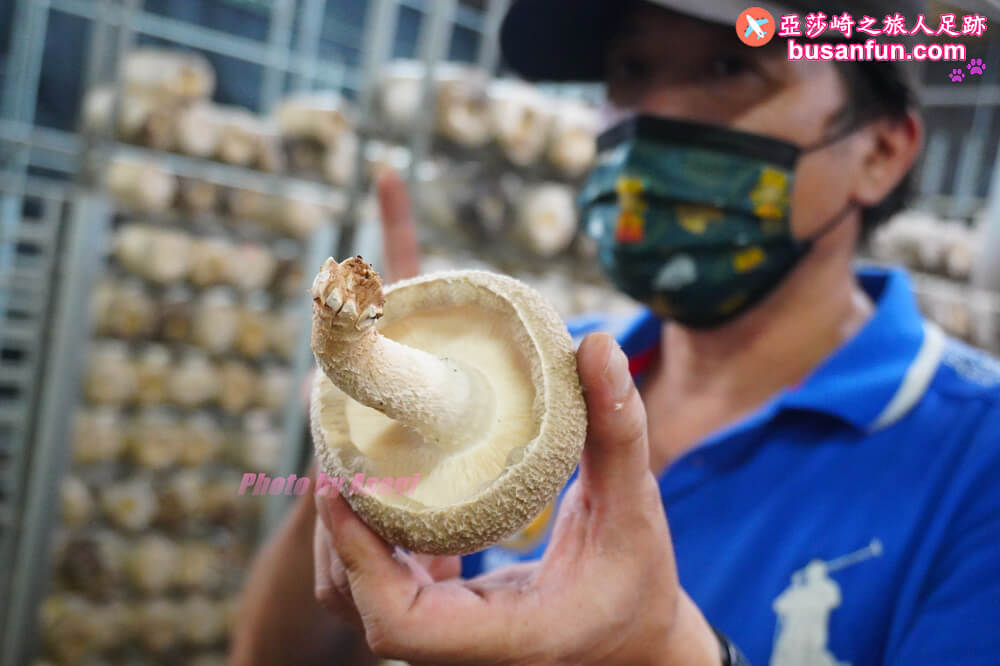漫遊新社女王餐桌一日遊｜五柳莊養生手工醋、安妮公主花園午宴、阿亮香菇園觀光農場
