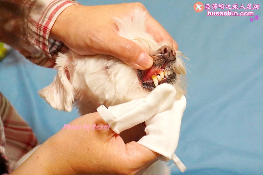 怎麼幫狗狗刷牙?我用歸毛家族一口好牙-齒留香益菌口腔液+齦來健康護齒凝膠+撸齒這斑潔牙套 - 第16張圖 怎麼幫狗狗刷牙?我用歸毛家族一口好牙-齒留香益菌口腔液+齦來健康護齒凝膠+撸齒這斑潔牙套