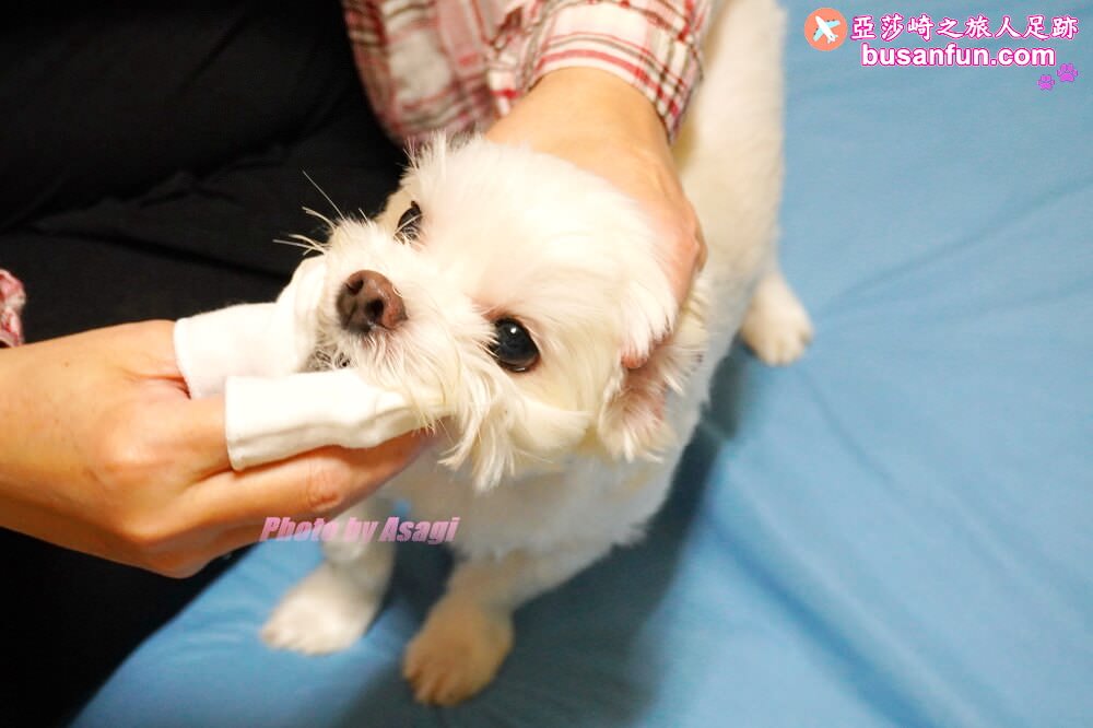 怎麼幫狗狗刷牙?我用歸毛家族一口好牙-齒留香益菌口腔液+齦來健康護齒凝膠+撸齒這斑潔牙套 - 第17張圖 怎麼幫狗狗刷牙?我用歸毛家族一口好牙-齒留香益菌口腔液+齦來健康護齒凝膠+撸齒這斑潔牙套