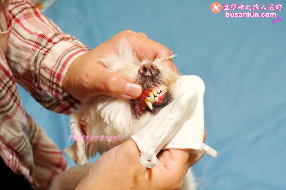 怎麼幫狗狗刷牙?我用歸毛家族一口好牙-齒留香益菌口腔液+齦來健康護齒凝膠+撸齒這斑潔牙套 - 第18張圖 怎麼幫狗狗刷牙?我用歸毛家族一口好牙-齒留香益菌口腔液+齦來健康護齒凝膠+撸齒這斑潔牙套