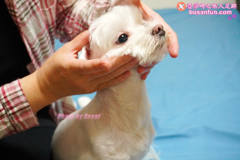 怎麼幫狗狗刷牙?我用歸毛家族一口好牙-齒留香益菌口腔液+齦來健康護齒凝膠+撸齒這斑潔牙套 - 第23張圖 怎麼幫狗狗刷牙?我用歸毛家族一口好牙-齒留香益菌口腔液+齦來健康護齒凝膠+撸齒這斑潔牙套