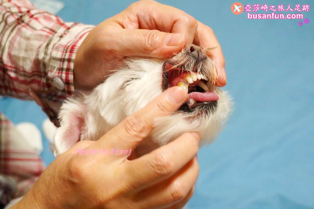 怎麼幫狗狗刷牙?我用歸毛家族一口好牙-齒留香益菌口腔液+齦來健康護齒凝膠+撸齒這斑潔牙套 - 第24張圖 怎麼幫狗狗刷牙?我用歸毛家族一口好牙-齒留香益菌口腔液+齦來健康護齒凝膠+撸齒這斑潔牙套