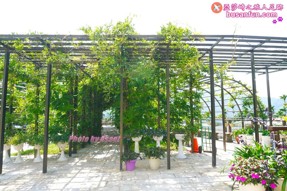 嘉義166縣道阿里山二日遊美食景點|兩間咖啡下午茶餐廳、三家優質好茶、三景點推薦 - 第69張圖 嘉義166縣道阿里山二日遊美食景點|兩間咖啡下午茶餐廳、三家優質好茶、三景點推薦