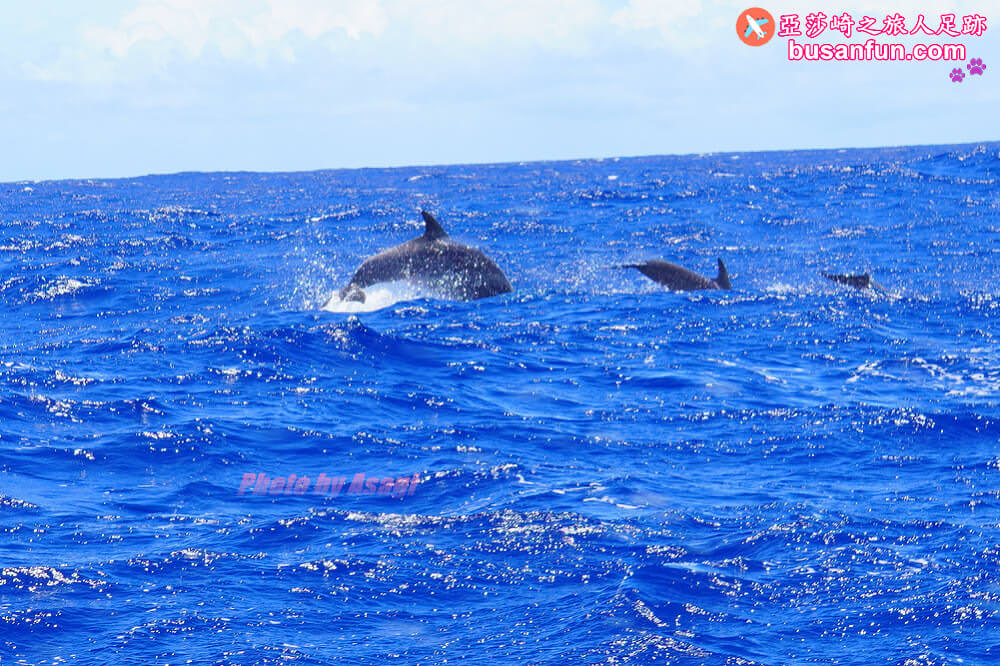 花蓮友善賞鯨之旅隱藏版行程 跟海保署體驗「食魚教育」走訪七星潭無敵海景