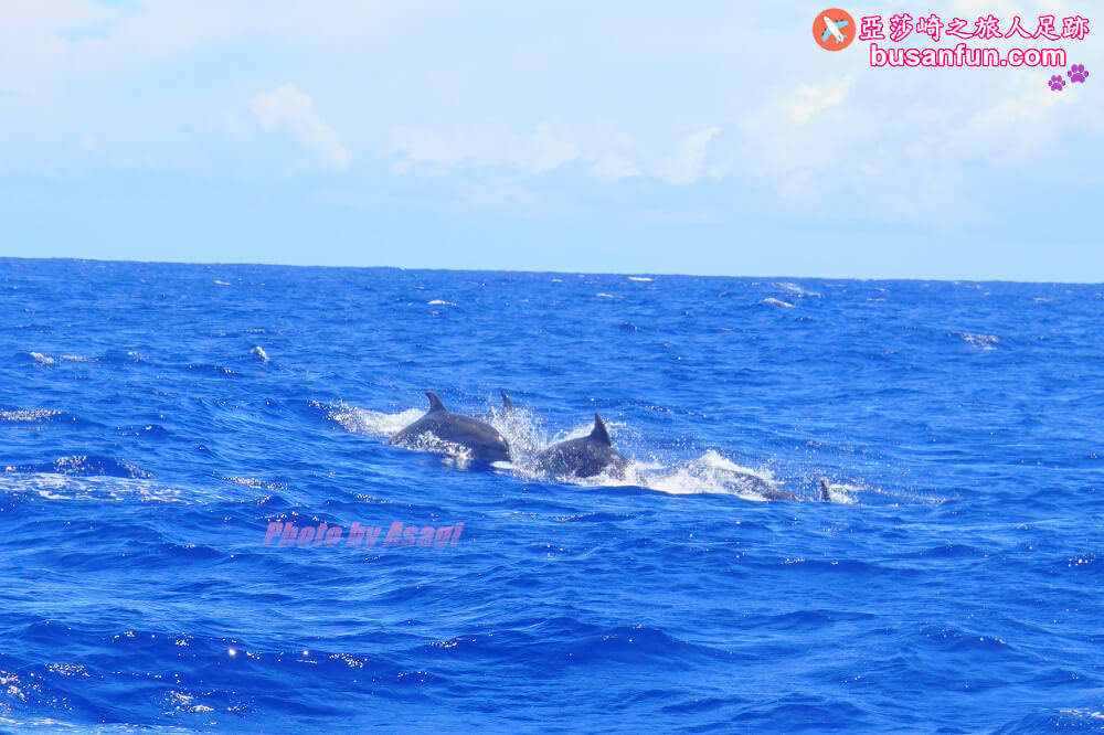 花蓮友善賞鯨之旅隱藏版行程 跟海保署體驗「食魚教育」走訪七星潭無敵海景