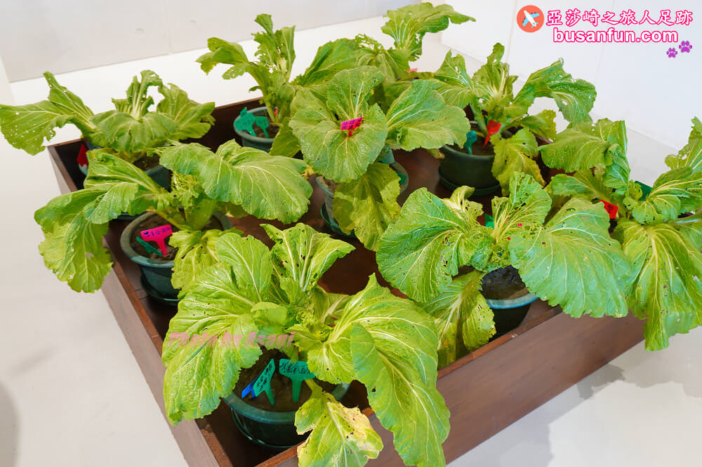 苗栗公館小旅行來去苗栗特色館品飲農村酒、陶藝DIY、紅棗芋頭在地食材飯糰｜台灣農村酒莊遊程