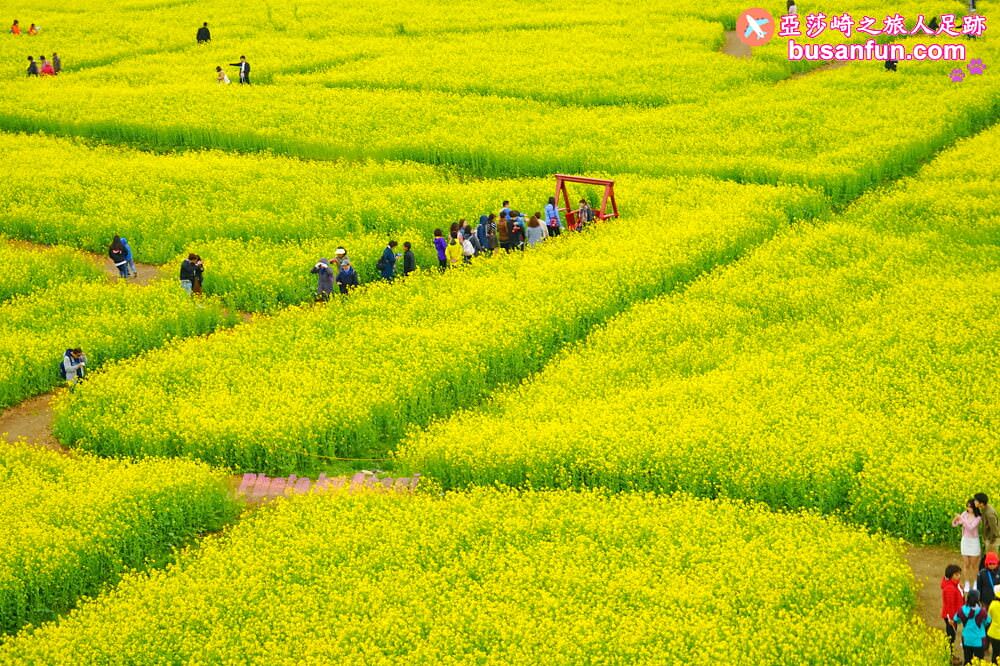 釜山油菜花景點》江西區廳站|大渚生態公園洛東江油菜花慶典攻略+交通資訊 - 第51張圖 釜山油菜花景點》江西區廳站|大渚生態公園洛東江油菜花慶典攻略+交通資訊