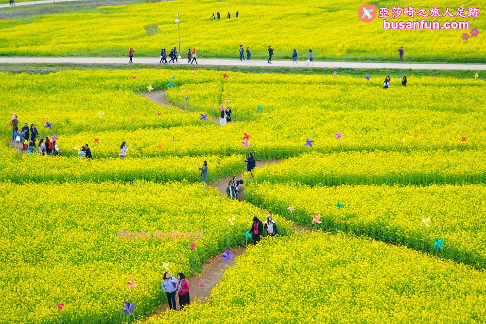釜山油菜花景點》江西區廳站|大渚生態公園洛東江油菜花慶典攻略+交通資訊 - 第19張圖 釜山油菜花景點》江西區廳站|大渚生態公園洛東江油菜花慶典攻略+交通資訊