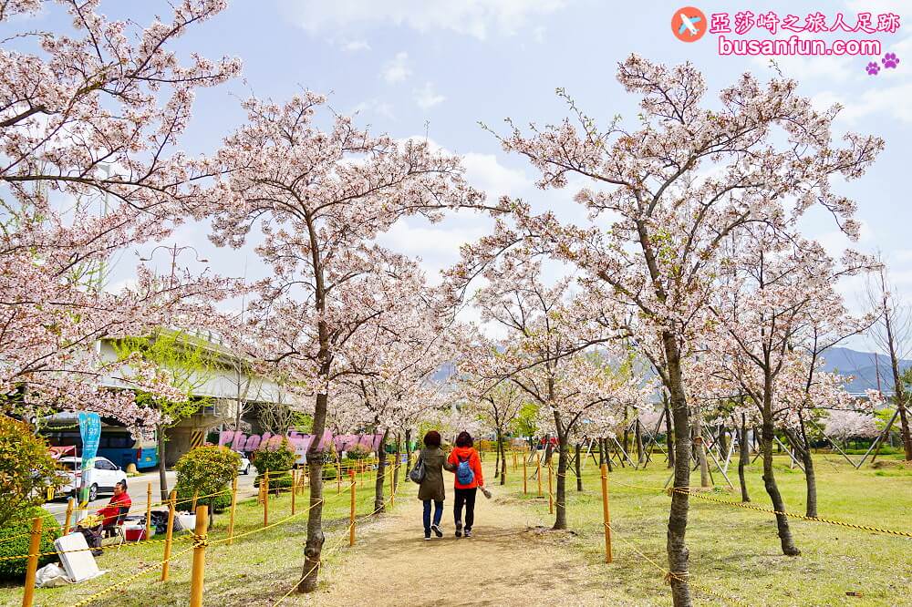 釜山油菜花景點》江西區廳站|大渚生態公園洛東江油菜花慶典攻略+交通資訊 - 第42張圖 釜山油菜花景點》江西區廳站|大渚生態公園洛東江油菜花慶典攻略+交通資訊