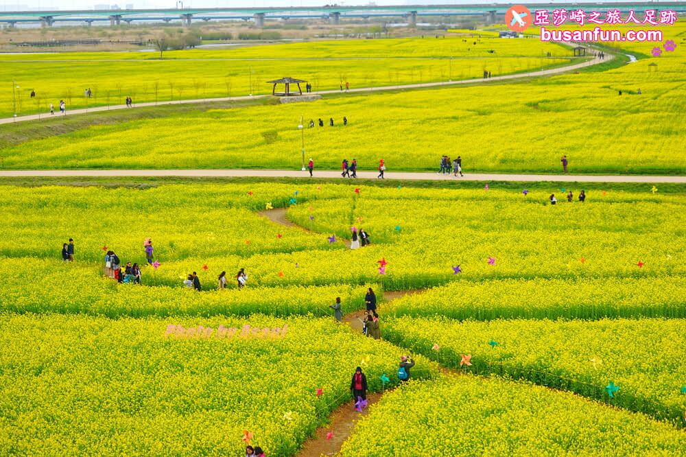 釜山油菜花景點》江西區廳站|大渚生態公園洛東江油菜花慶典攻略+交通資訊 - 第6張圖 釜山油菜花景點》江西區廳站|大渚生態公園洛東江油菜花慶典攻略+交通資訊