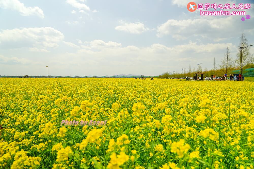 釜山油菜花景點》江西區廳站|大渚生態公園洛東江油菜花慶典攻略+交通資訊 - 第5張圖 釜山油菜花景點》江西區廳站|大渚生態公園洛東江油菜花慶典攻略+交通資訊