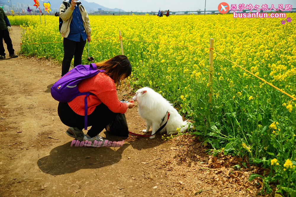 釜山油菜花景點》江西區廳站|大渚生態公園洛東江油菜花慶典攻略+交通資訊 - 第9張圖 釜山油菜花景點》江西區廳站|大渚生態公園洛東江油菜花慶典攻略+交通資訊