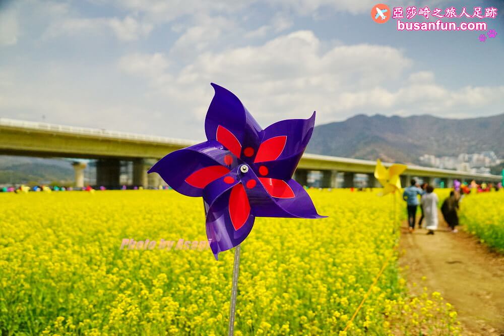 釜山油菜花景點》江西區廳站|大渚生態公園洛東江油菜花慶典攻略+交通資訊 - 第7張圖 釜山油菜花景點》江西區廳站|大渚生態公園洛東江油菜花慶典攻略+交通資訊