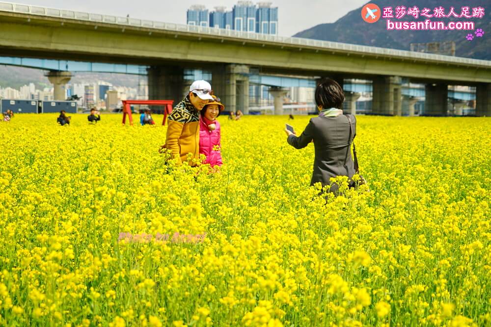 釜山油菜花景點》江西區廳站|大渚生態公園洛東江油菜花慶典攻略+交通資訊 - 第8張圖 釜山油菜花景點》江西區廳站|大渚生態公園洛東江油菜花慶典攻略+交通資訊