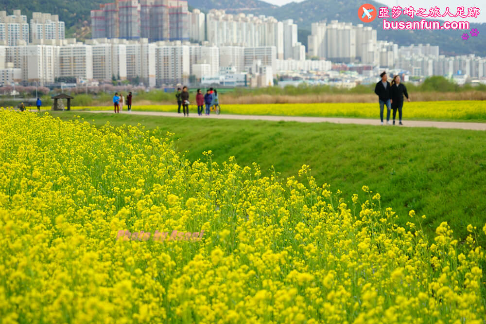 釜山油菜花景點》江西區廳站｜大渚生態公園洛東江油菜花慶典攻略+交通資訊