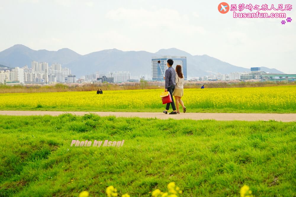 釜山油菜花景點》江西區廳站|大渚生態公園洛東江油菜花慶典攻略+交通資訊 - 第12張圖 釜山油菜花景點》江西區廳站|大渚生態公園洛東江油菜花慶典攻略+交通資訊