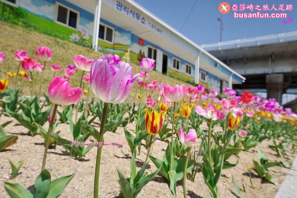 釜山油菜花景點》江西區廳站|大渚生態公園洛東江油菜花慶典攻略+交通資訊 - 第14張圖 釜山油菜花景點》江西區廳站|大渚生態公園洛東江油菜花慶典攻略+交通資訊