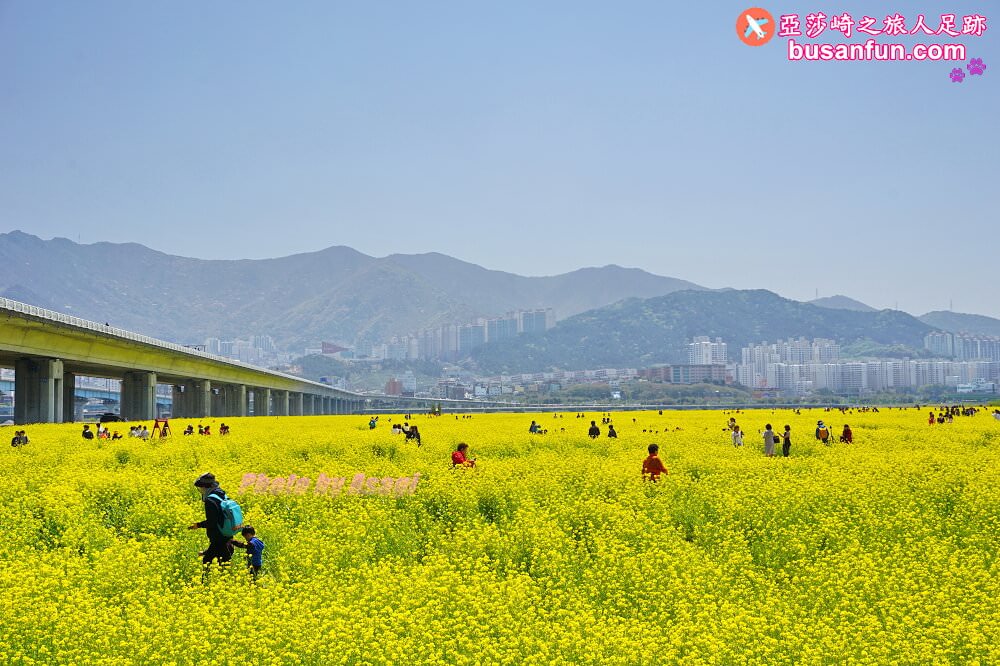 釜山油菜花景點》江西區廳站|大渚生態公園洛東江油菜花慶典攻略+交通資訊 - 第2張圖 釜山油菜花景點》江西區廳站|大渚生態公園洛東江油菜花慶典攻略+交通資訊