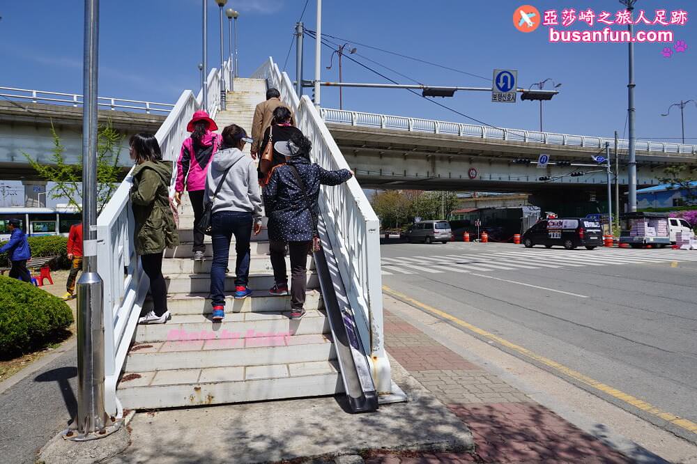 釜山油菜花景點》江西區廳站|大渚生態公園洛東江油菜花慶典攻略+交通資訊 - 第46張圖 釜山油菜花景點》江西區廳站|大渚生態公園洛東江油菜花慶典攻略+交通資訊