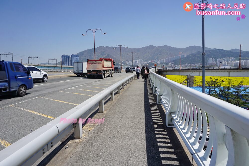 釜山油菜花景點》江西區廳站|大渚生態公園洛東江油菜花慶典攻略+交通資訊 - 第48張圖 釜山油菜花景點》江西區廳站|大渚生態公園洛東江油菜花慶典攻略+交通資訊