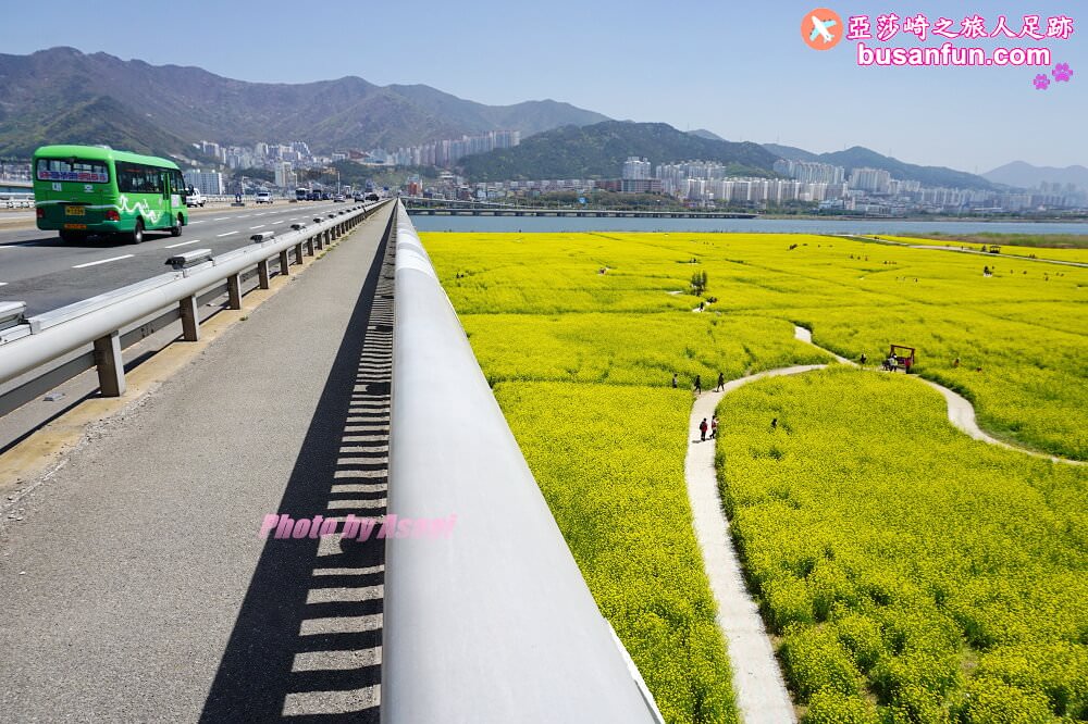 釜山油菜花景點》江西區廳站|大渚生態公園洛東江油菜花慶典攻略+交通資訊 - 第50張圖 釜山油菜花景點》江西區廳站|大渚生態公園洛東江油菜花慶典攻略+交通資訊