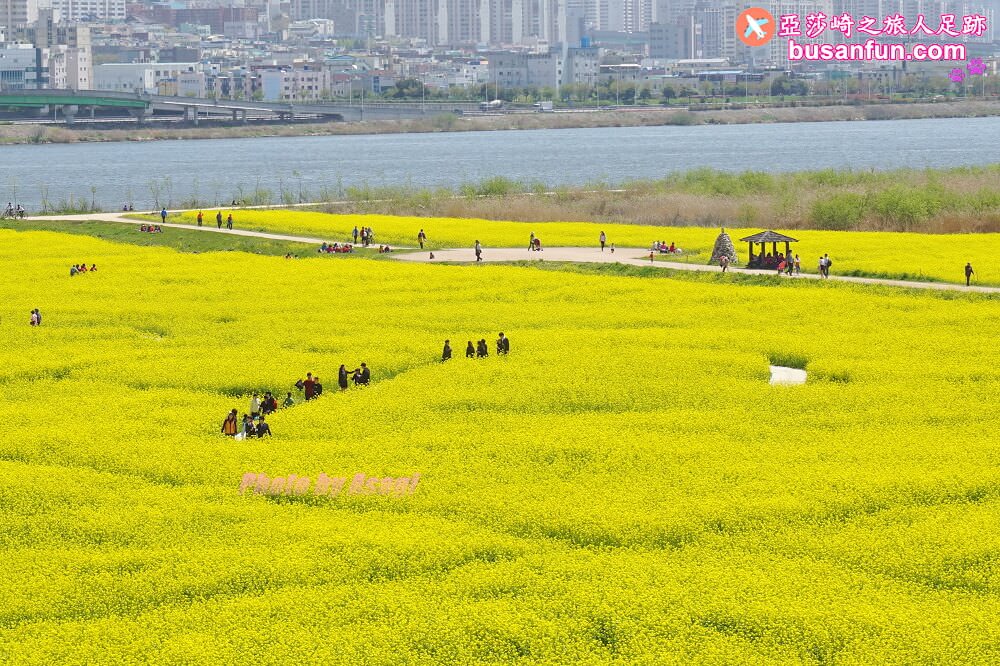 釜山油菜花景點》江西區廳站|大渚生態公園洛東江油菜花慶典攻略+交通資訊 - 第1張圖 釜山油菜花景點》江西區廳站|大渚生態公園洛東江油菜花慶典攻略+交通資訊
